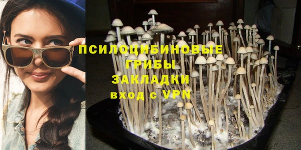 прущие грибы Бронницы